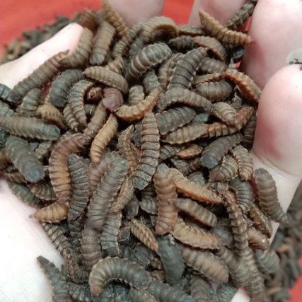 Pupa Prepupa Maggot BSF100g super indukan lalat maggot bsf
