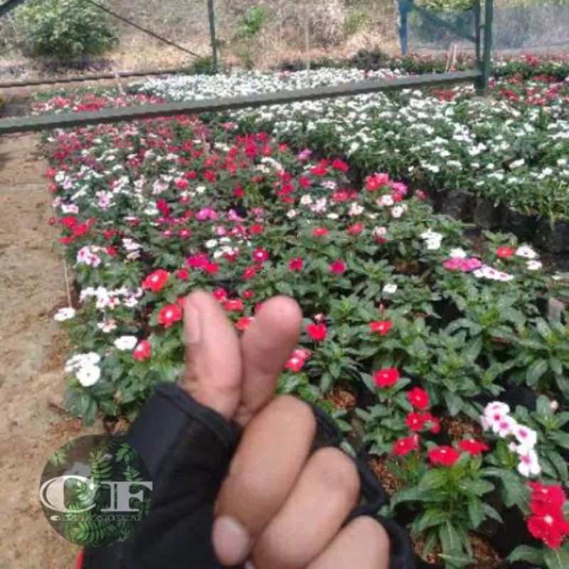 Tanaman Hias Bunga Vinca Tegak Vinca Mix Paketan Shopee Indonesia