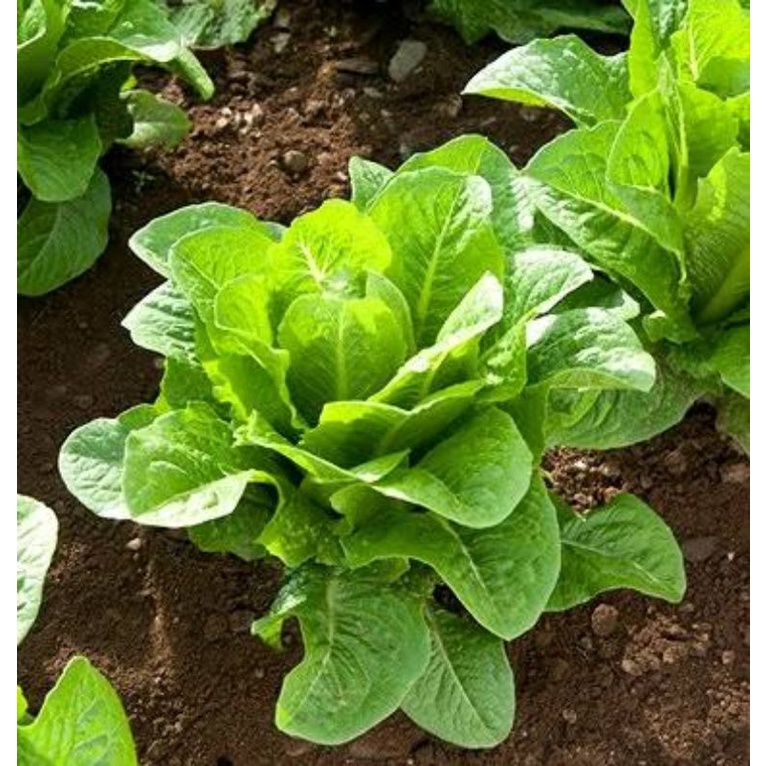 Benih Bibit Sayuran Selada Romaine Hijau Benih Selada Green Romaine