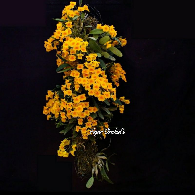 Anggrek Dendro Agregatum |•RUMPUNAN•|