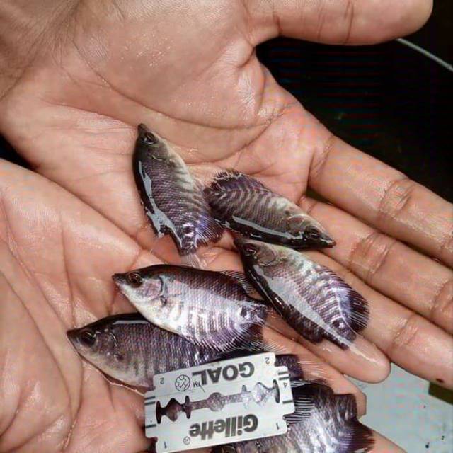 Bibit Ikan Gurame Ukuran Silet Shopee Indonesia