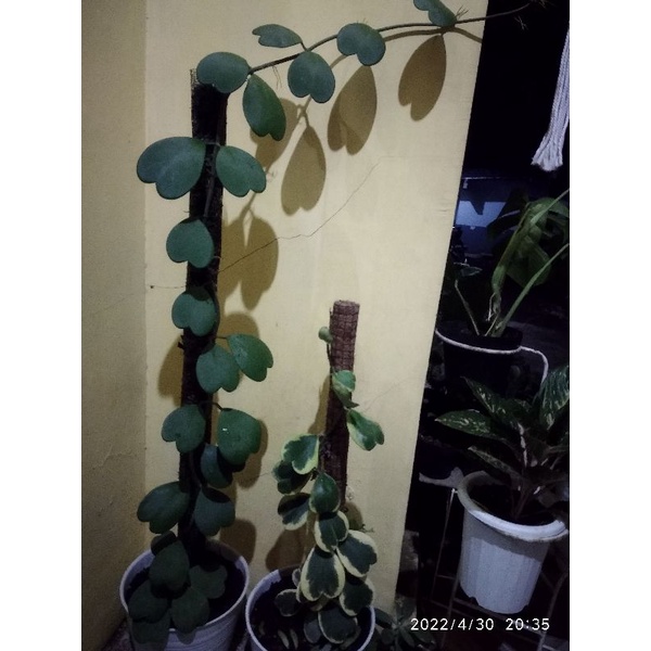 HOYA  KAKTUS  LOVE  hoya HIJAU dan hoya Varigata