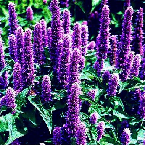 Benih Bibit Biji - Bunga Lavender Hyssop Flower Seeds - IMPORT