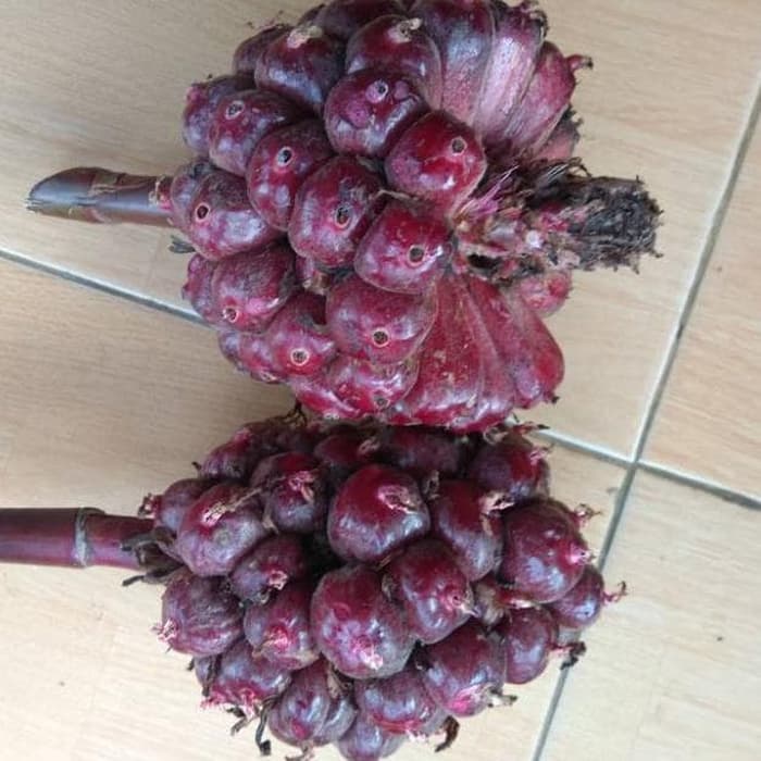 

HONJE MERAH 250GR BUAH KECOMBRANG MERAH [ FRESH PRODUK ]