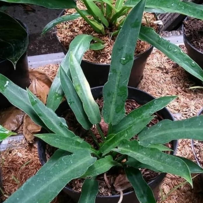 pohon philo gergaji - bibit tanaman hias philo dendron gergaji