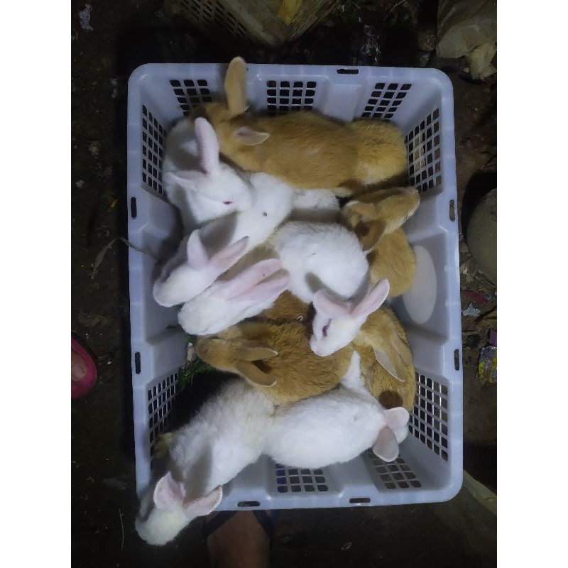 anakan kelinci lokal remaja