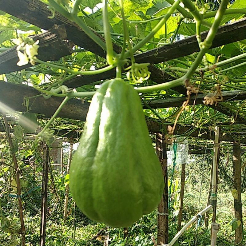 

labu siam jepan asli magetan
