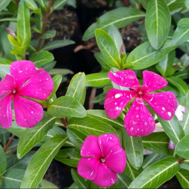 bibit tanaman bunga tapak dara tanaman hias bunga cantik bunga tapak dara tanaman hias bibit bunga t