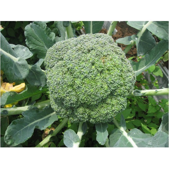 

Bisa bayar di tempat - Brokoli Hijau 8 biji bibit seed Benih Brokoli Hijau F1 Hibrida Green Super Unggul - Bibit Tanaman Sayur Sayuran Seribuan