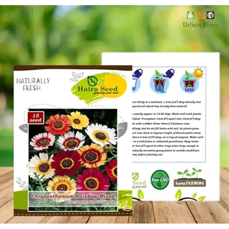 Benih Bibit Bunga Krisan Rainbow Mix Haira Seed