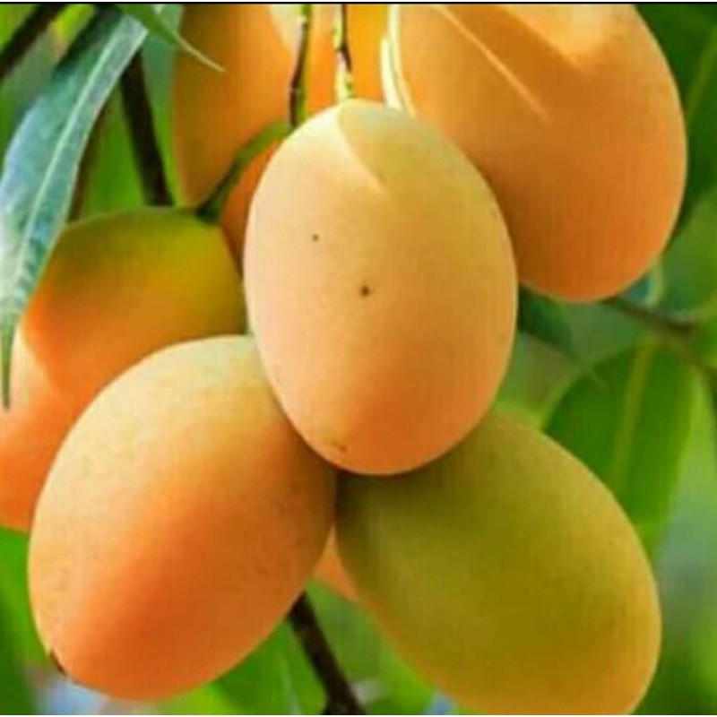 

1pket mangga madu super 2bibit