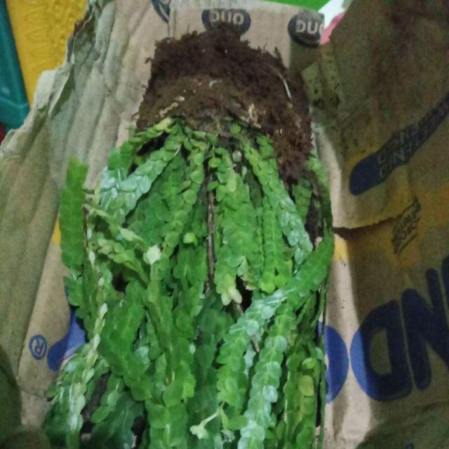 Bibit Tanaman Hias Huperzia Subur Dengan Media Pakis Lempeng