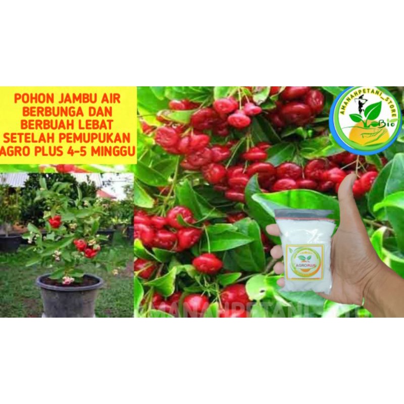 Pupuk AGRO PLUS booster bunga semua tanaman buah pupuk agro bibit pupuk ajaib pupuk kilat pupuk daun