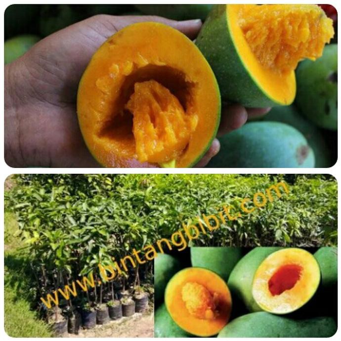 nh” Bibit Mangga Alpukat Bagus
