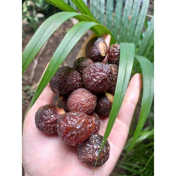 Lerak (buah)