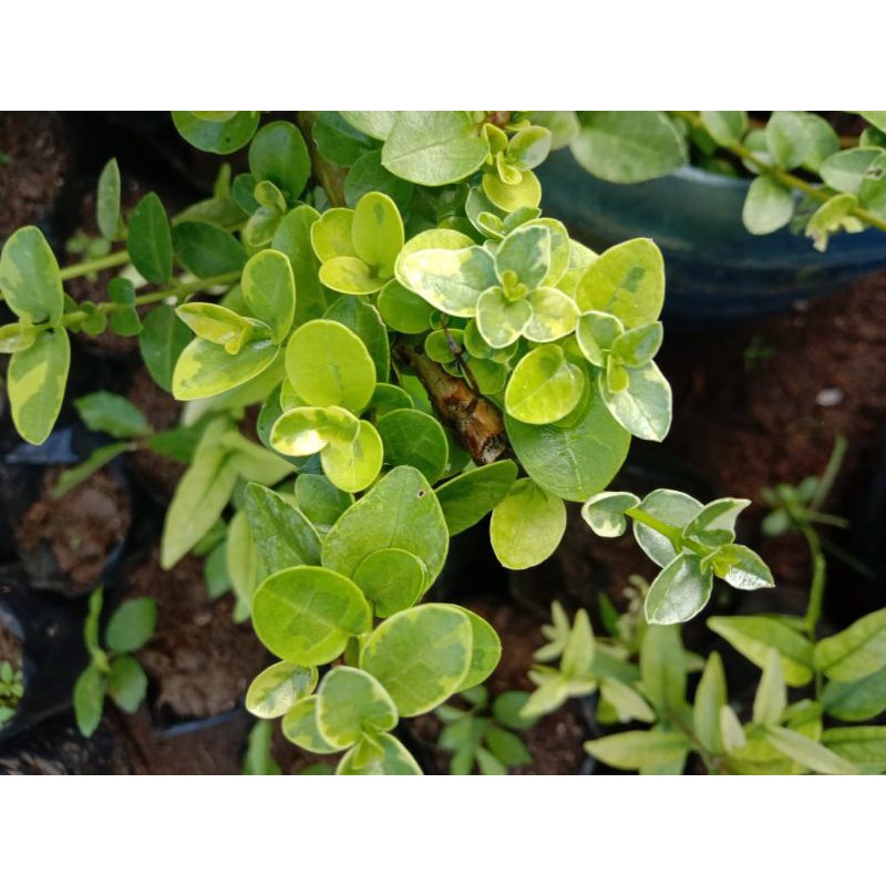 bibit bahan bonsai Sancang varigata golden