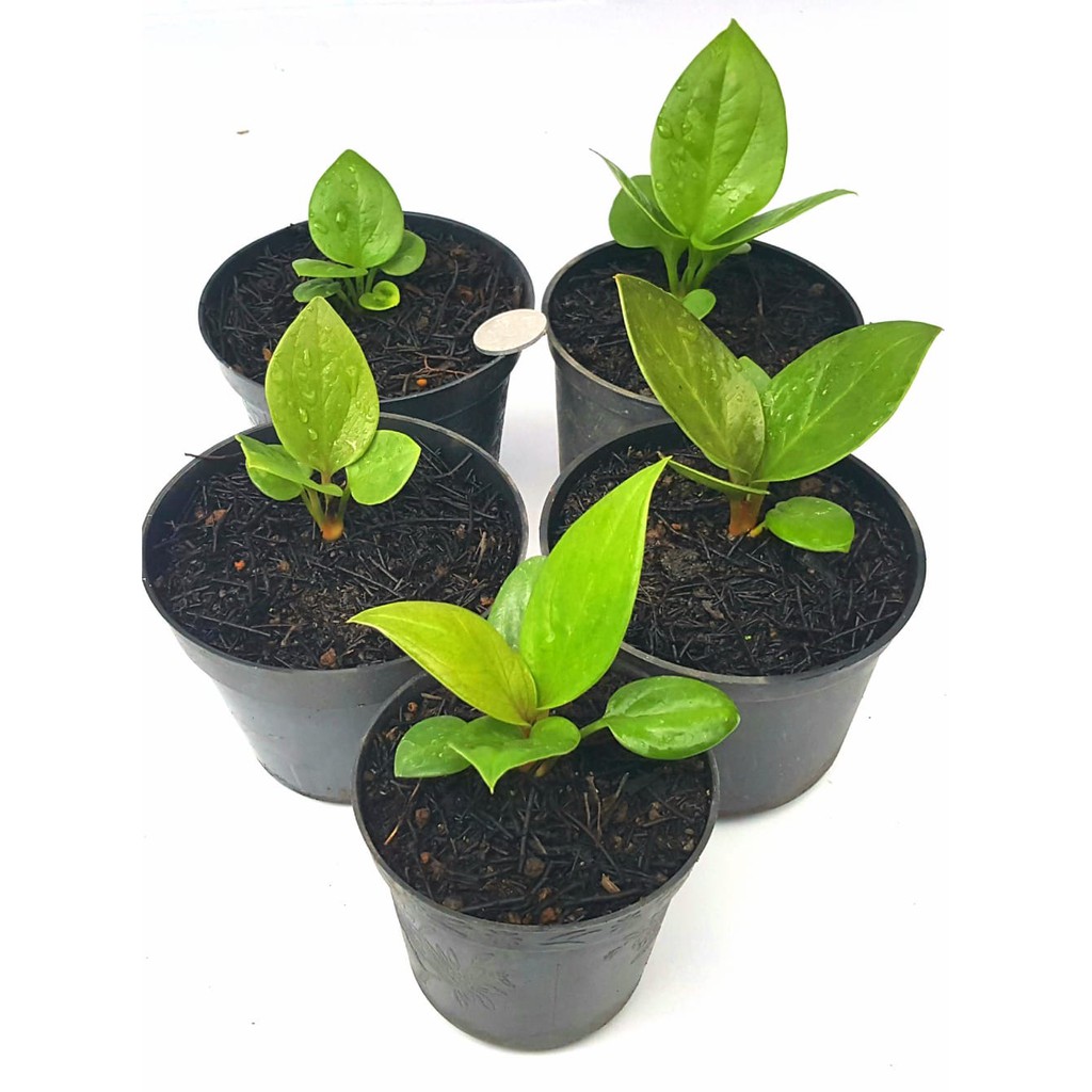 Bibit Anthorium Jemani Kobra Dari Induk Varigata