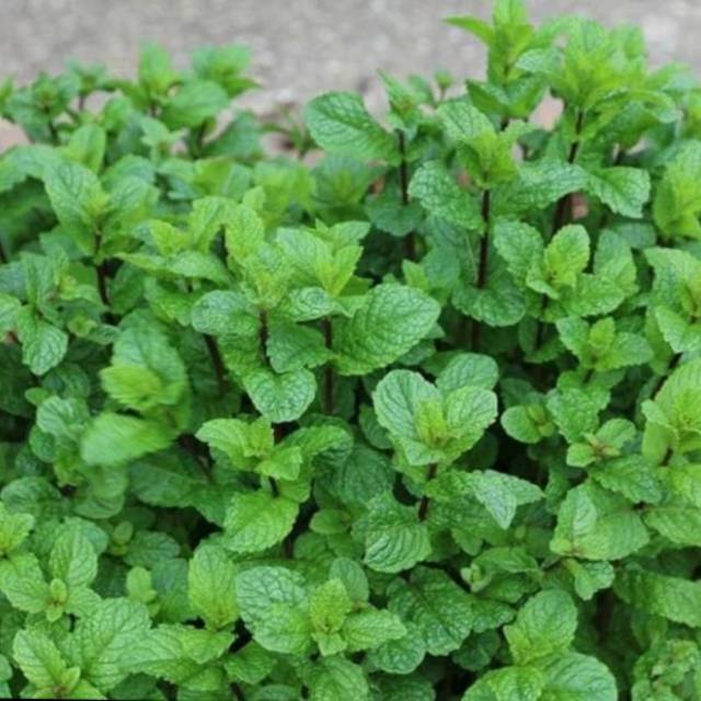 Bibit Daun Mint / Daun Min