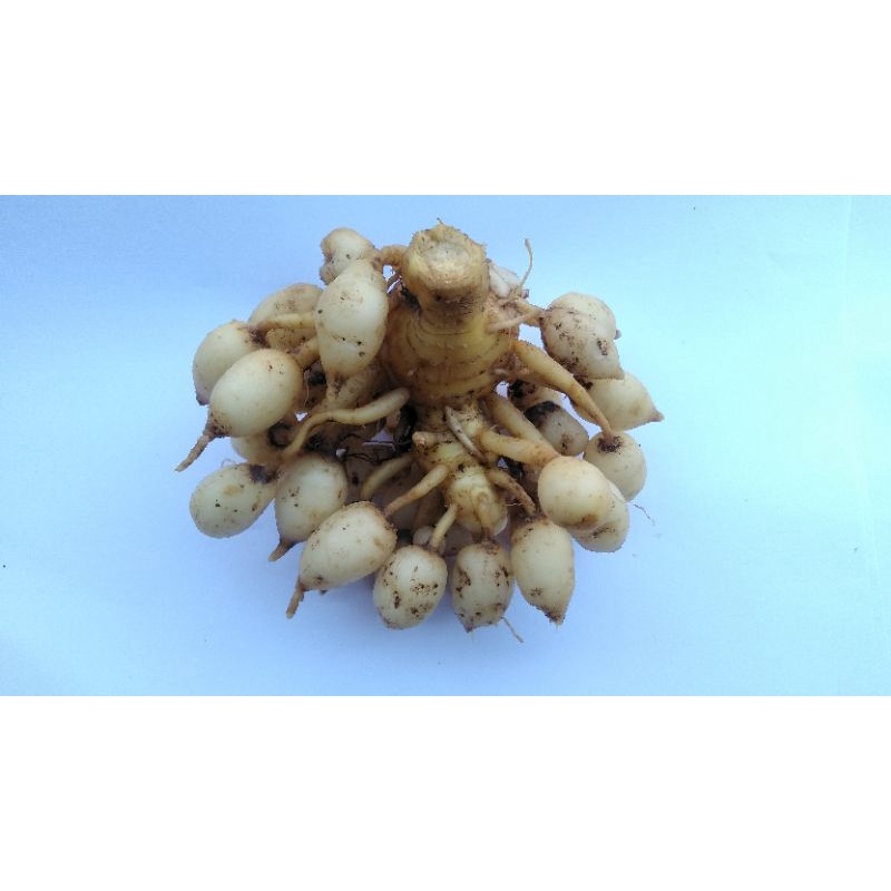 

BIBIT / BONGKOL KUNYIT PUTIH 500 GRAM