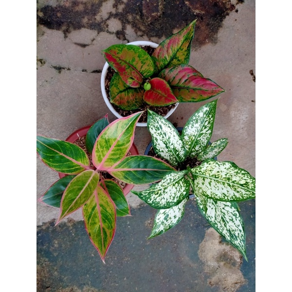 paket aglonema 60k // paket murah aglonema // paket aglonema murah