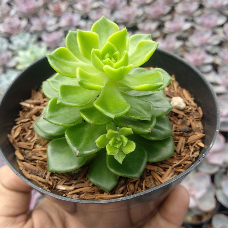 Echeveria Letizia | DP 10cm | Sukulen