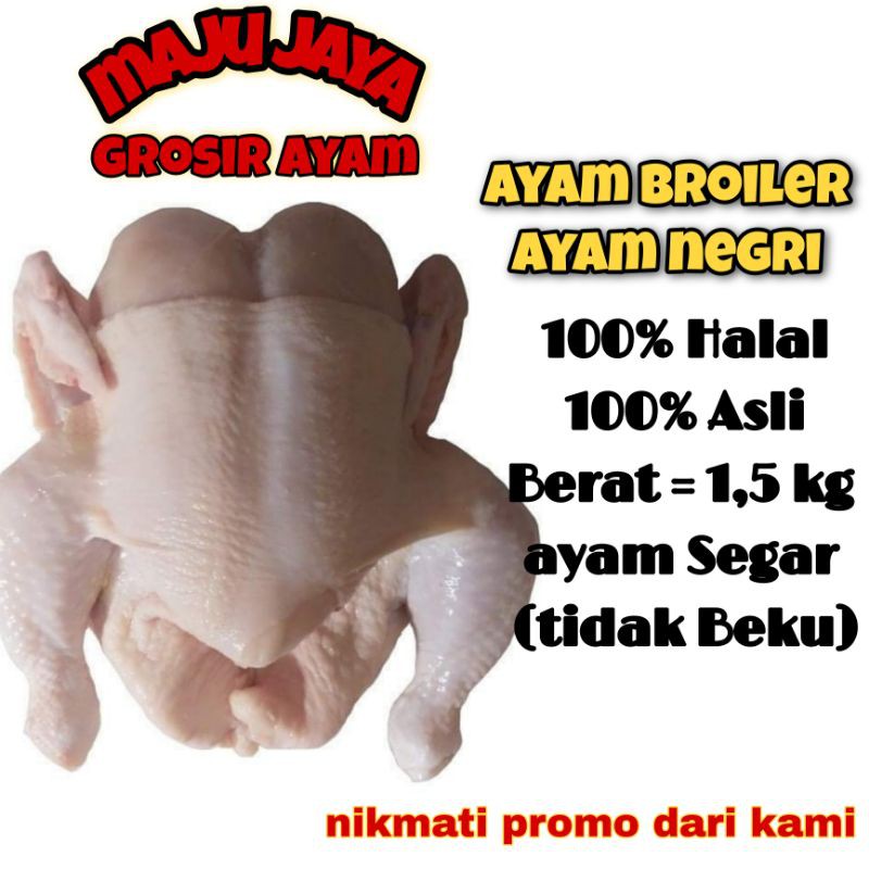 AYAM BROILER 1.5 - 1.55 kg / AYAM UTUH / AYAM 1 EKOR / AYAM SEGAR / AYAM FRESH / AYAM MURAH / AYAM GROSIR /