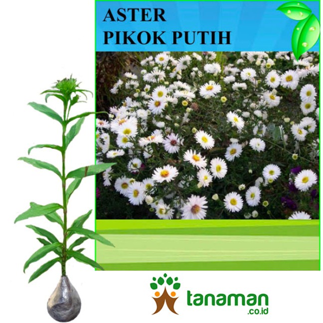 Bibit Bunga Tanaman Aster Pikok Putih