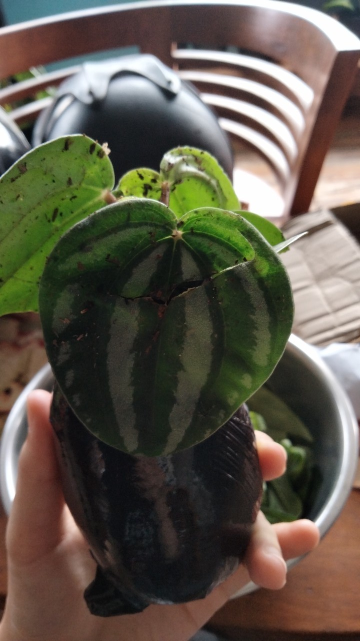 Tanaman Hias Paperomia Watermelon Semangka