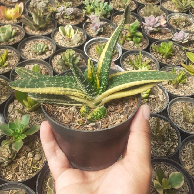 Gasteria ferucosa variegata