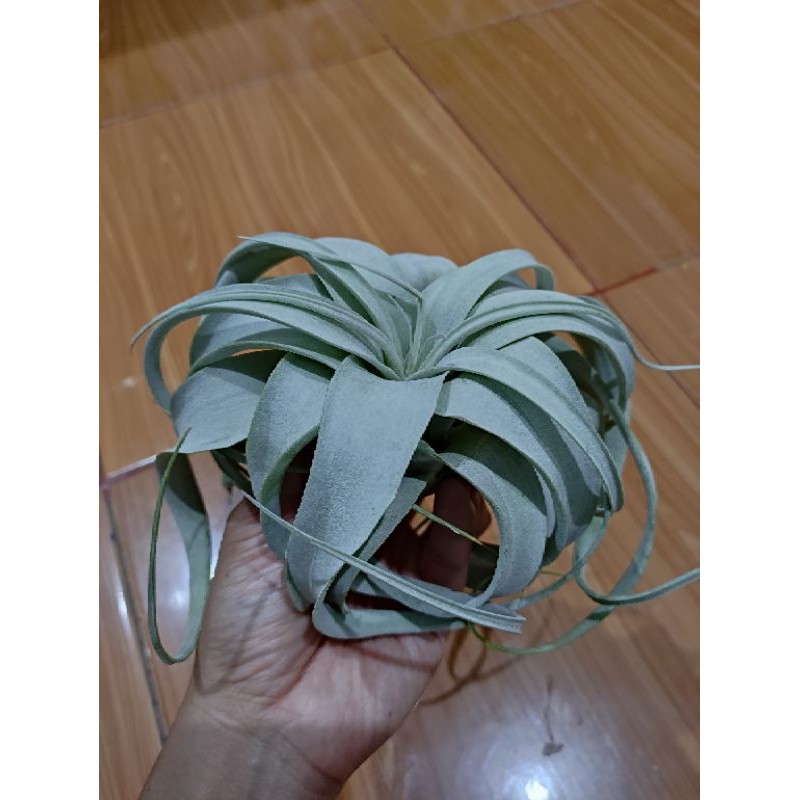Tillandsia Xerographica 1