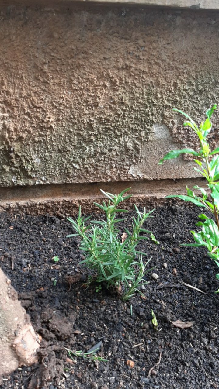 Bibit Rosemary