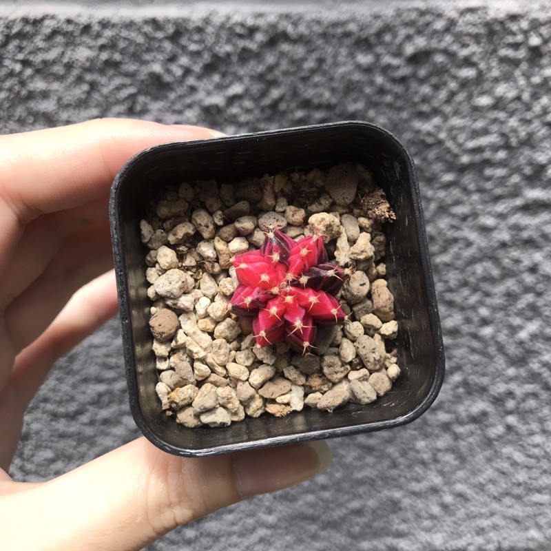 Kaktus Gymno Gymnocalycium Variegata Merah