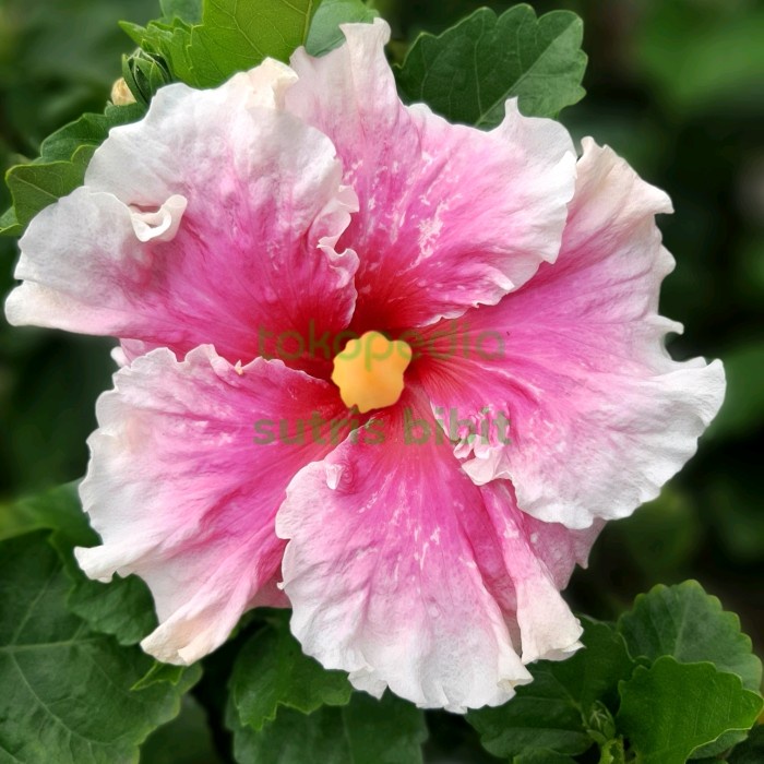 Tanaman Bunga Hibiscus Import N.Magisa