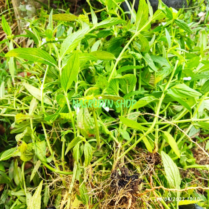 

DAUN PACI PACI 1KG DENGAN AKAR / DAUN LENGLENGAN SEGAR / LEUCAS LAVANDULIFOLIA / DAUN MERDINAH / DAUN SETAN / LINGKO LINGKOAN / SARAP NORNOR / GOFU HAIRAN / PLENGAN / LARANGA