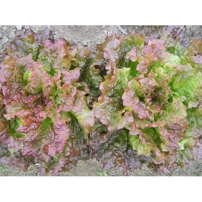 Benih Bibit Biji - Lettuce Ava Red Selada Merah Seeds - Panen Dalam 30 Hari