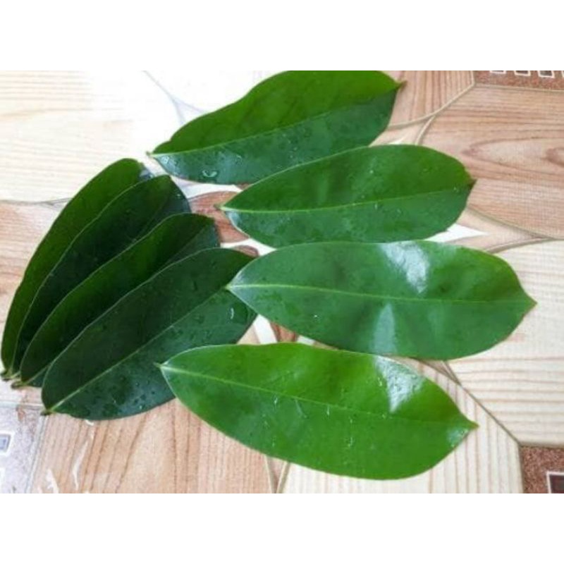 

Daun Sirsak segar