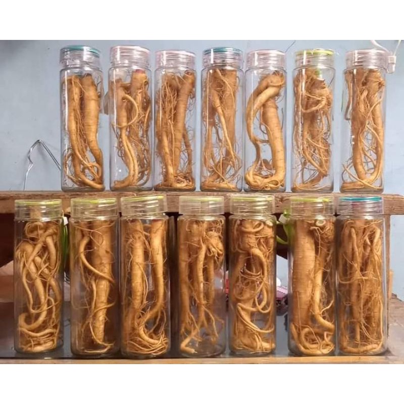 Ginseng Merah Korea + Botol (COD)