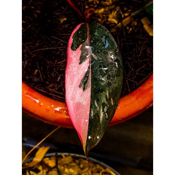 philodendron pink princess marble/pink princess/philodendron/princess
