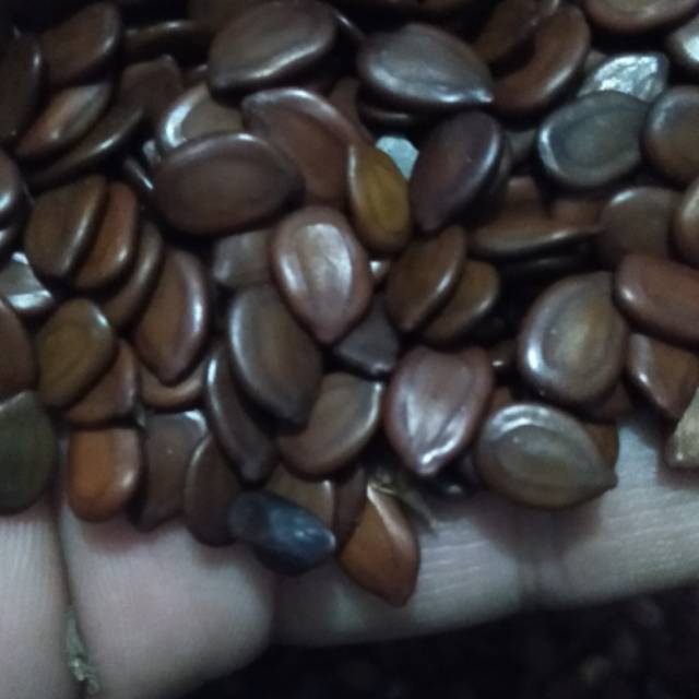 

Biji Lamtoro, Petai Cina, atau Petai Selong 1kg