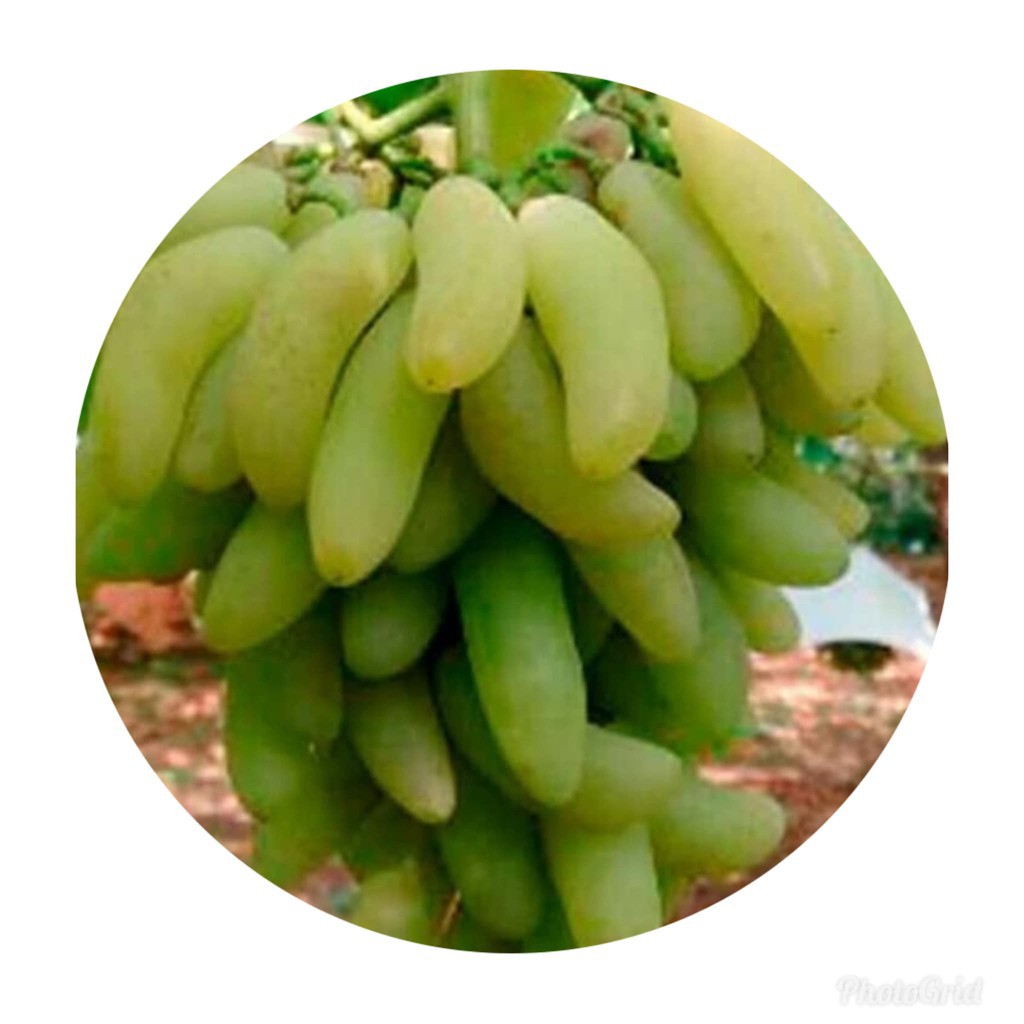 Bibit Anggur Banana