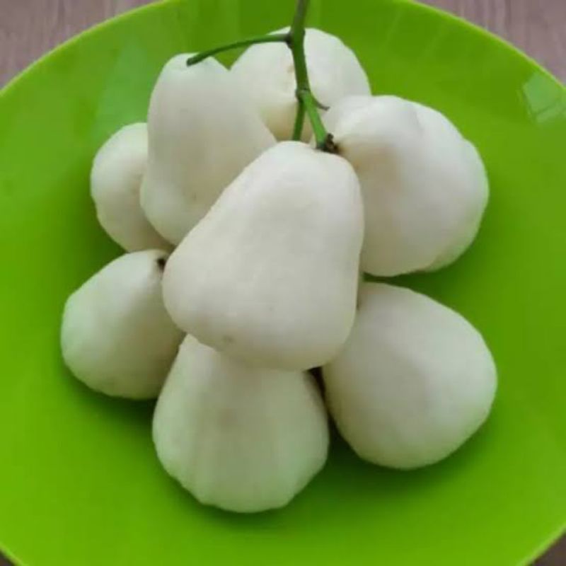 Entres/Cutting Jambu Air Madu Susu Original Entris Untuk Bahan Sambung Okulasi