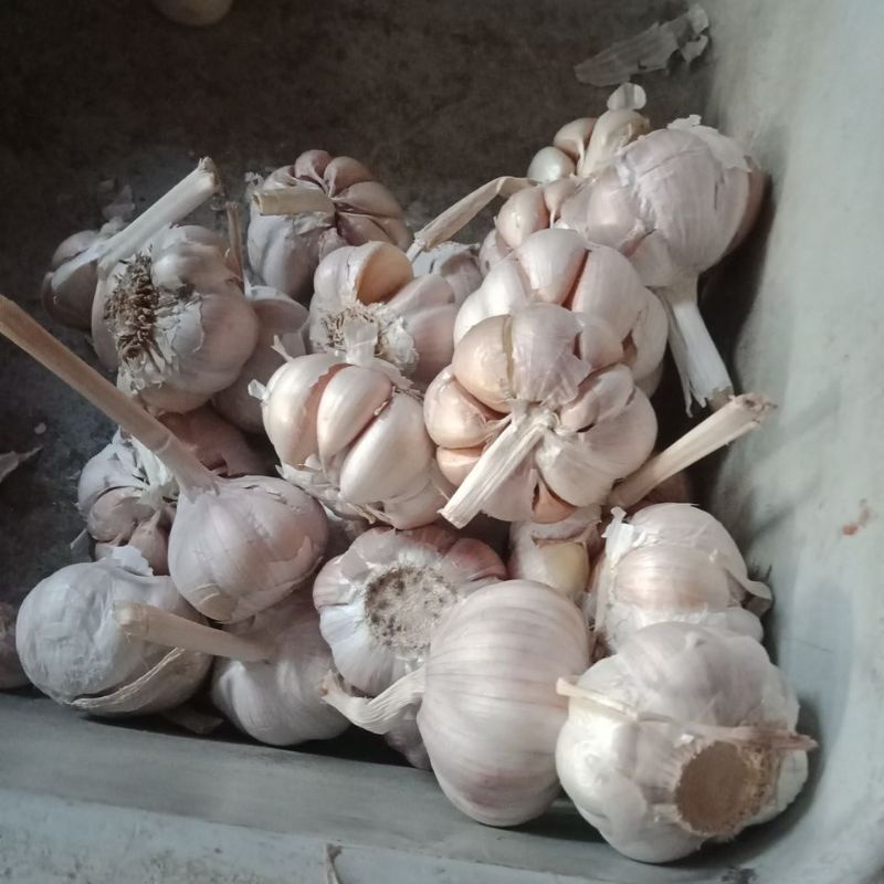 

bawang putih fresh