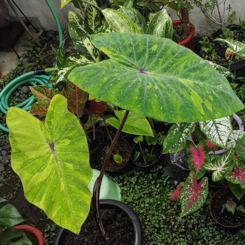 colocasia lime gecko