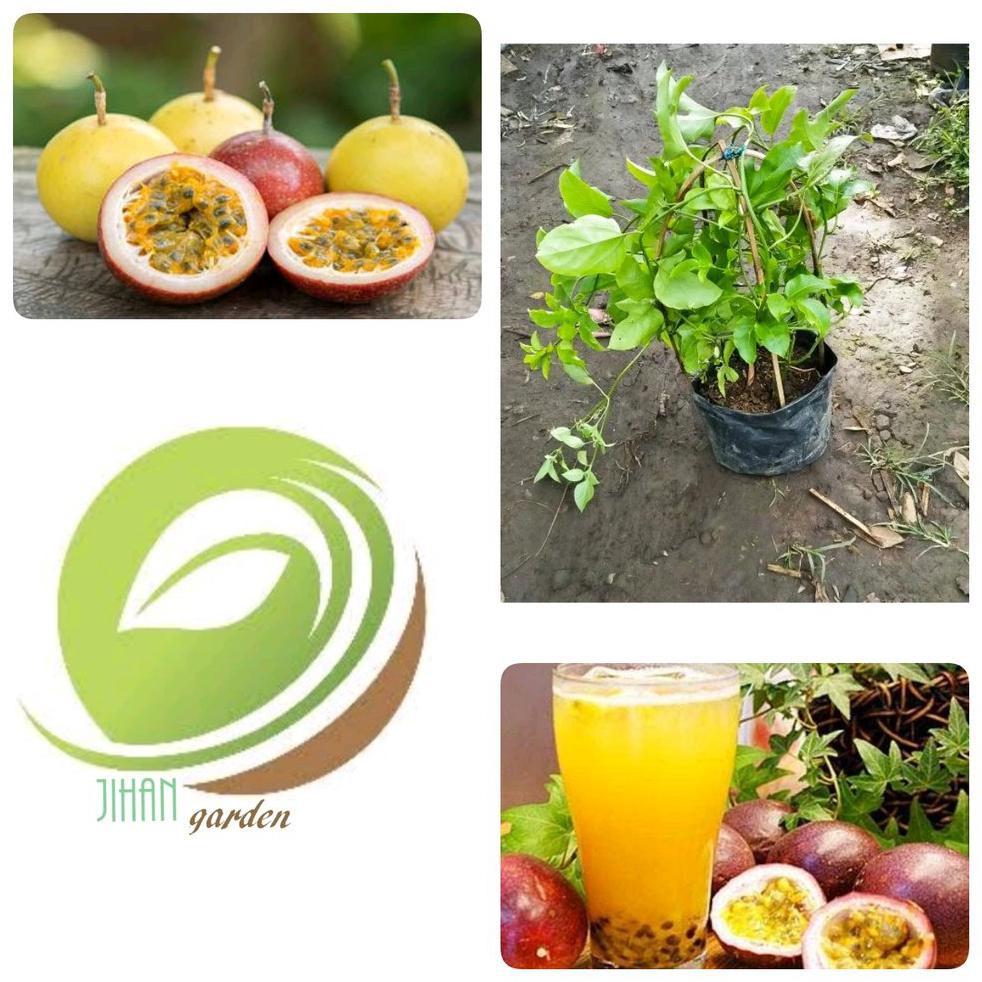 Super Bibit Tanaman Buah Markisa Ungu Merah Hitam-Pohon Markisa #_*