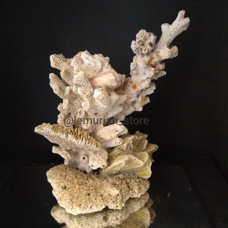 BATU KARANG LAUT ASLI// aquarium/ aquascape/ corallaut/batu/laut/terumbu karang/deadrock/premium
