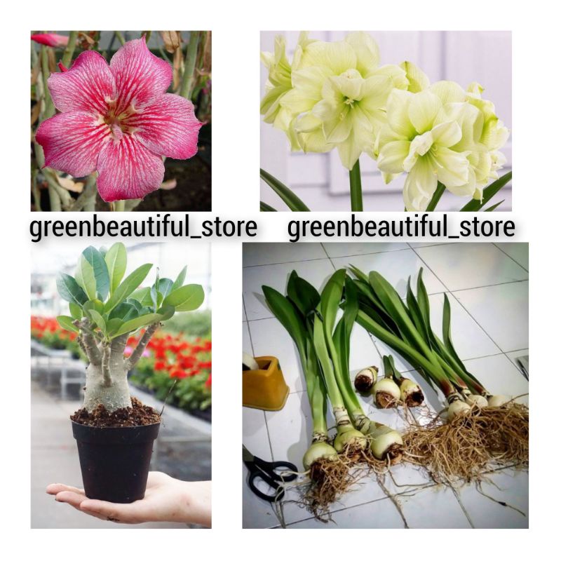 Paket 2 tanaman hias hidup - tanaman hidup amarillys+adenium-bunga hidup-tanaman hias hidup-bunga murah/tanaman hias/tanaman hidup/tanaman hias hidup