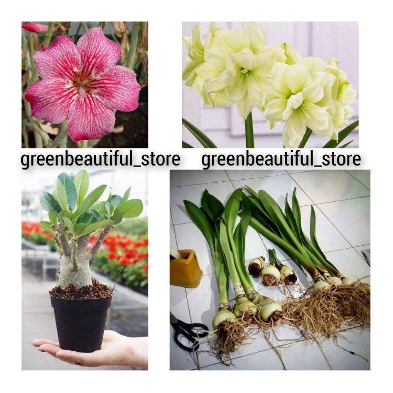 Paket 2 tanaman hias hidup - tanaman hidup amarillys+adenium-bunga hidup-tanaman hias hidup-bunga mu