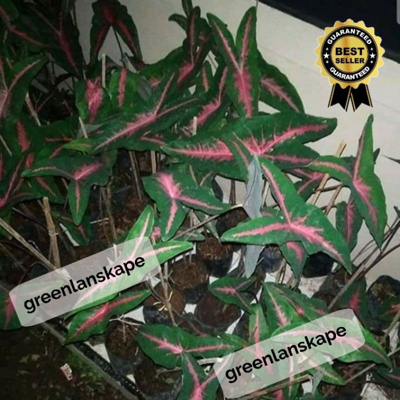 colocasia Long leaf Stripes pink bibit -alocasia