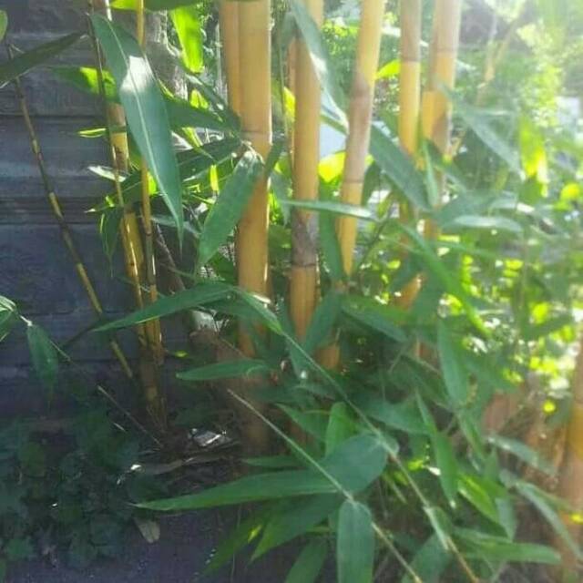 

daun bambu kuning baru dipetik per 100 gram