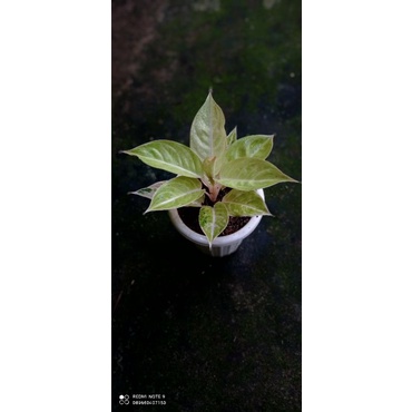 aglonema claudia induk